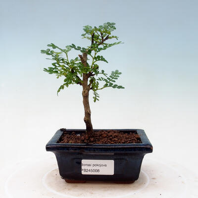Bonsai do wnętrz - Zantoxylum piperitum - drzewo pieprzowe - 1
