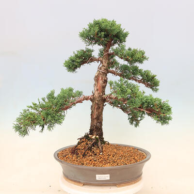 Outdoor bonsai - Juniperus chinensis Kishu - chiński jałowiec - 1
