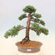 Outdoor bonsai - Juniperus chinensis Kishu - chiński jałowiec - 1/5