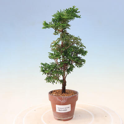 Outdoor bonsai - Cham.pis obtusa Nana Gracilis - Cypress - 1