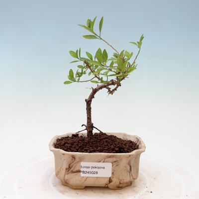 Kryty bonsai - goryczka-Solanum rantonnetii - 1