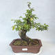 Outdoor bonsai-Ulmus Glabra-Solid Clay - 1/5