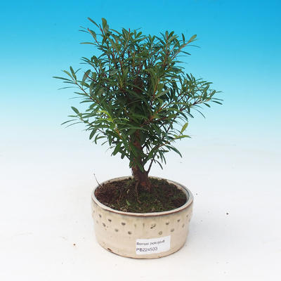 bonsai Room - syzygium - Pimentovník - 1