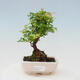 Kryty bonsai - Sagerécie thea - Sagerécie thea - 1/4