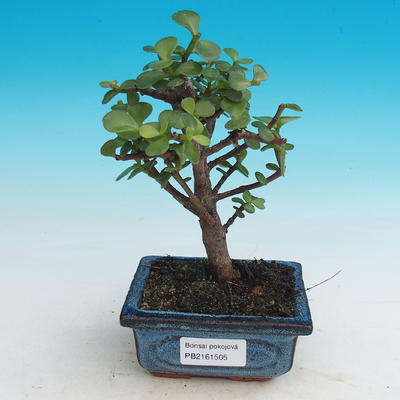 bonsai Room - Portulakaria Afra - Tlustice - 1