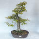 Outdoor bonsai - grab - Carpinus betulus - 1/5