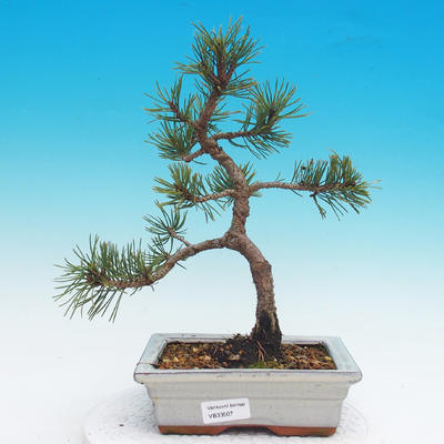 Outdoor bonsai - Mopy Pinus mugo - Kora sosnowa