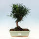 bonsai Room - Podocarpus - Stone tysięcy - 1/7