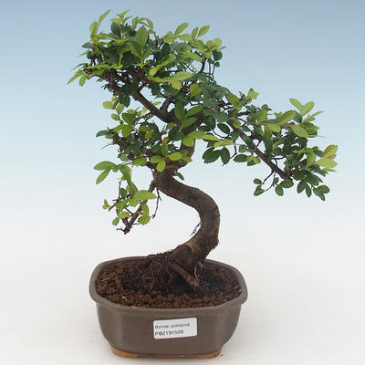 Kryty bonsai - Ulmus parvifolia - Wiąz mały liść PB2191509 - 1