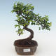 Kryty bonsai - Ulmus parvifolia - Wiąz mały liść PB2191509 - 1/3