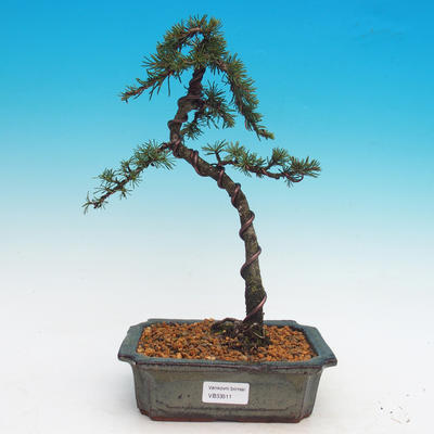 Outdoor bonsai - Cedrus Libani Brevifolia - Cedr zielony