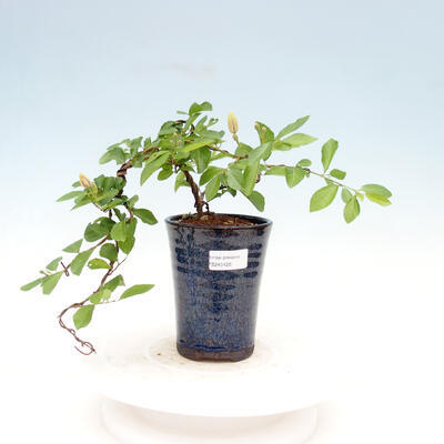 Kryty bonsai - Grewia occidentalis - Lawendowa gwiazda - 1