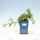 Kryty bonsai - Grewia occidentalis - Lawendowa gwiazda - 1/4