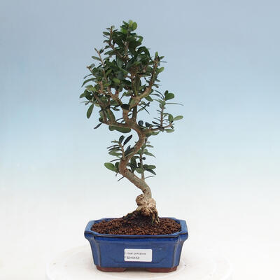 Bonsai do wnętrz - Olea europaea sylvestris - Oliwka europejska drobnolistna - 1