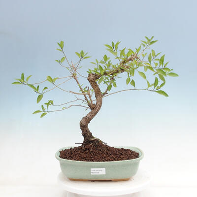 Kryty bonsai - goryczka-Solanum rantonnetii - 1