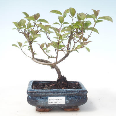 Outdoor bonsai - Dereń - Cornus mas VB2020-515 - 1