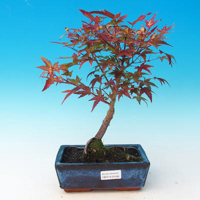 Outdoor bonsai - Acer palmatum Beni Tsucasa - klon kasztanowca - 1