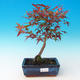 Outdoor bonsai - Acer palmatum Beni Tsucasa - klon kasztanowca - 1/3