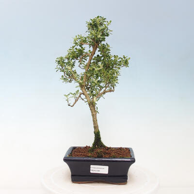 Kryty bonsai - Serissa foetida Variegata - Drzewo Tysiąca Gwiazd - 1