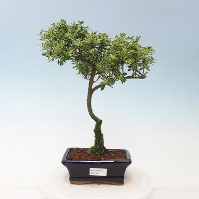 Kryty bonsai - Serissa foetida Variegata - Drzewo Tysiąca Gwiazd - 1