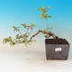 Outdoor bonsai - piękny Callicarpa - 1/2