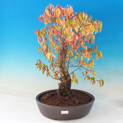 Outdoor bonsai - Dwarf - Cornus mas - 1