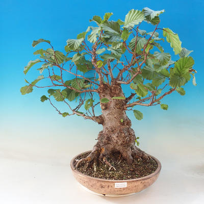Outdoor bonsai - Lepkie nietoperze - Alnus glutinosa - 1