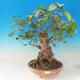 Outdoor bonsai - Lepkie nietoperze - Alnus glutinosa - 1/3