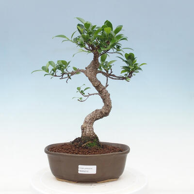 Kryty bonsai - Ficus retusa - figowiec drobnolistny - 1