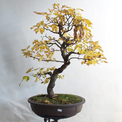 Outdoor bonsai - klon azjatycki - Acer negundo - 1