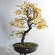 Outdoor bonsai - klon azjatycki - Acer negundo - 1/4