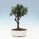 Kryty bonsai - Podocarpus - Kamienny tys - 1/5