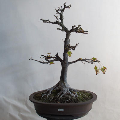 Outdoor bonsai - klon Acorn - Acer platanoides - 1