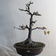 Outdoor bonsai - klon Acorn - Acer platanoides - 1/2