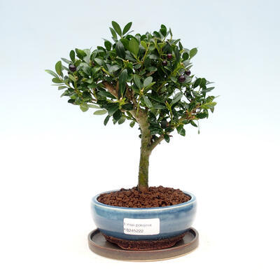 Kryte bonsai ze spodkiem - Ilex crenata - Holly - 1