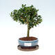 Kryte bonsai ze spodkiem - Ilex crenata - Holly - 1/6