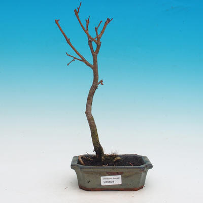 Outdoor bonsai - Tilia cordata - chrząszcz serca