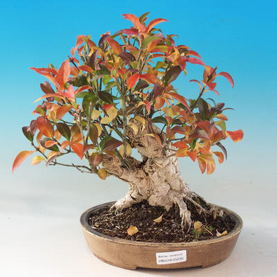 Outdoor bonsai - Brslen European - euonimus - 1