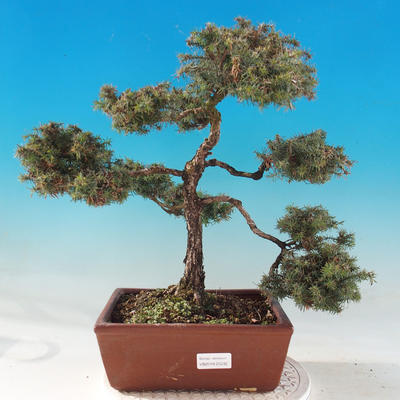 Outdoor bonsai - Chamacyparis pisifera sqarosa dumosa