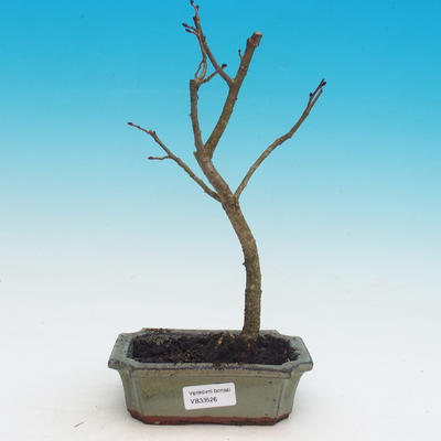 Outdoor bonsai - Tilia cordata - chrząszcz serca
