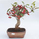 Outdoor bonsai - Malus halliana - jabłoń Malplate - 1/3