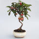 Outdoor bonsai - Malus halliana - jabłoń Malplate - 1/3