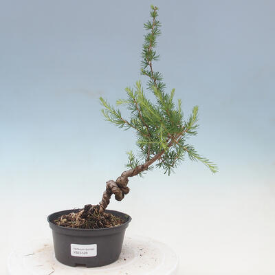 Outdoor bonsai -Larix decidua - Modrzew - 1