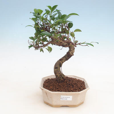 Kryty bonsai - Ficus retusa - figowiec drobnolistny