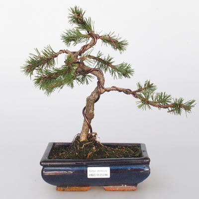 Bonsai na świeżym powietrzu - Pinus mugo mops - Kora sosnowa
