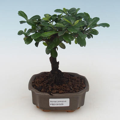 Kryty bonsai - Carmona macrophylla - Tea fuki PB2191529 - 1