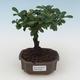 Kryty bonsai - Carmona macrophylla - Tea fuki PB2191529 - 1/5