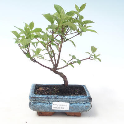 Outdoor bonsai - Dereń - Cornus mas VB2020-512 - 1