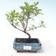 Outdoor bonsai - Dereń - Cornus mas VB2020-512 - 1/2