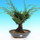 Yamadori Juniperus chinensis - jałowiec - 1/6